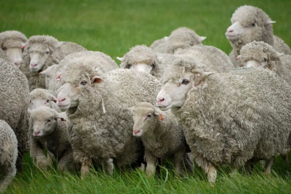 神奇的比耶拉，世界品牌集散地