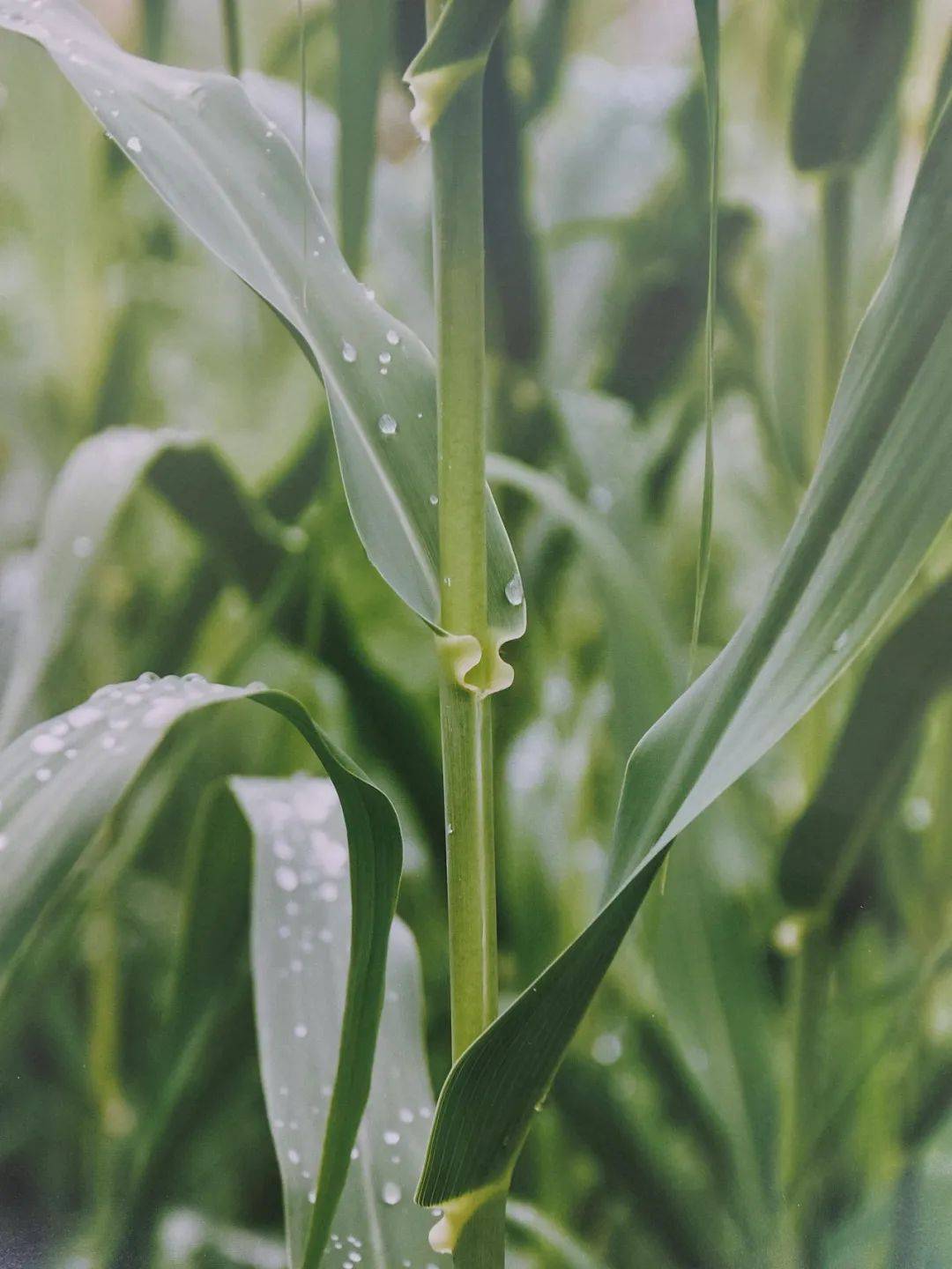 以草代木、天然抗菌、可自然降解，新鄉(xiāng)化纖開創(chuàng)新的&ldquo;傳奇&rdquo;&mdash;&mdash;菌草纖維 