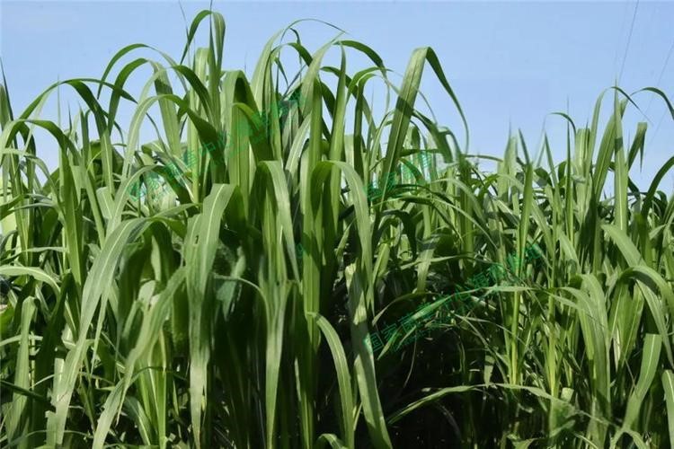 以草代木、天然抗菌、可自然降解，新鄉(xiāng)化纖開創(chuàng)新的&ldquo;傳奇&rdquo;&mdash;&mdash;菌草纖維 