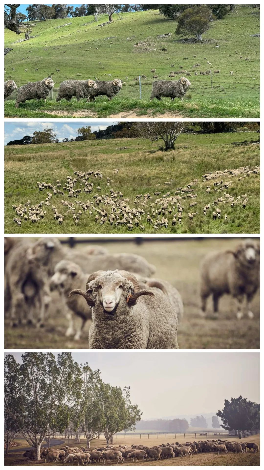 第93屆國(guó)際毛紡織大會(huì)于阿德萊德圓滿舉辦