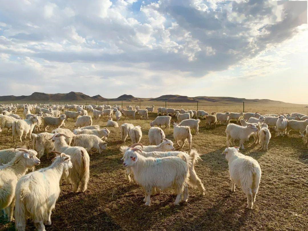 從&ldquo;中國絨都&rdquo;到&ldquo;世界絨都&rdquo;的驚艷亮相