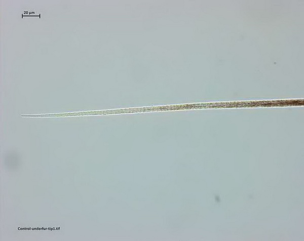 &ldquo;伯麗奴(Perino&trade;)"帚尾袋貂絨混紡紗亮相大灣區(qū)紡博會