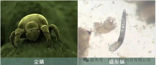 防螨！已成為健康的&ldquo;新剛需&rdquo;--武漢時間科技推出紡織品防螨整理劑喜化&reg;植螨零